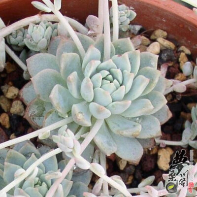 子持白莲 Echeveria prolifica