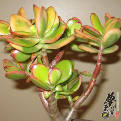 黄金花月 Crassula portulacea