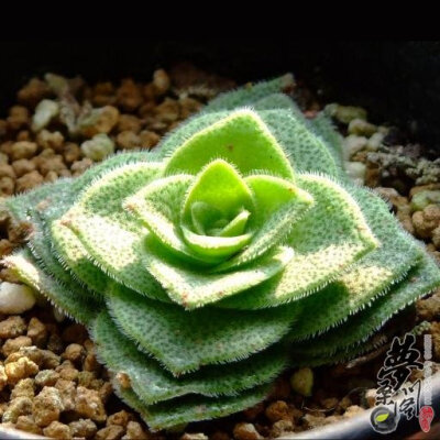 梦巴 Crassula montana ssp quadrangularis