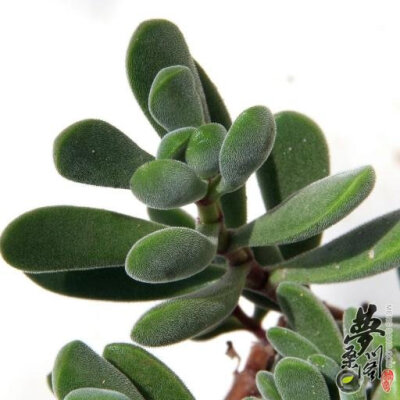 若歌诗 Crassula rogersii