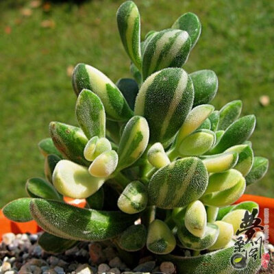 若歌诗锦 Crassula rogersii variegada