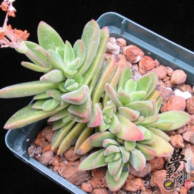 小伍迪 Crassula littlewoodiiv