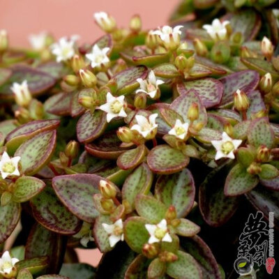 雨心 Crassula volkensii