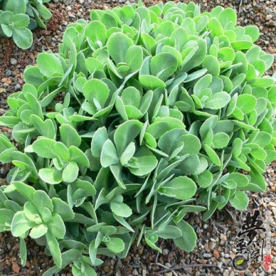 八宝景天 Sedum spectabile Boreau