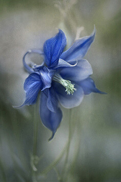 Blue Columbine 蓝色耧斗菜