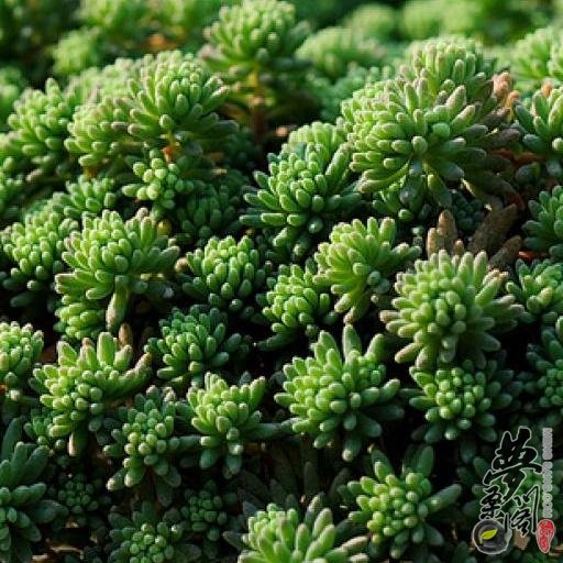 薄雪万年草 Sedum pallidum var.bithynicum