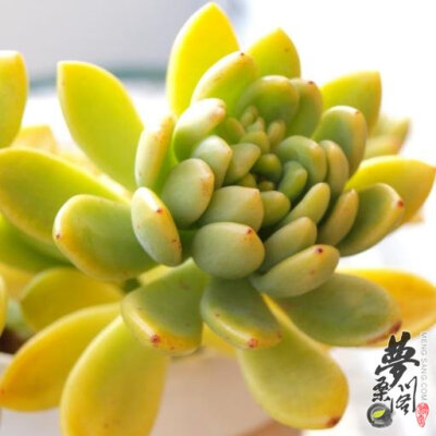 春萌 Sedum 'Alice Evans'