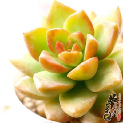 黄丽 Sedum Adolphii