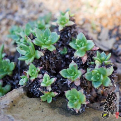 法若莫莎 Dudleya fromosa