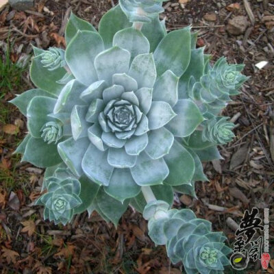 雪山 Dudleya pulverulenta