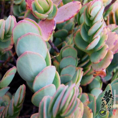 白姬之舞 Kalanchoe marnieriana