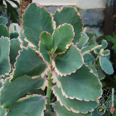 玉吊钟 Kalanchoe fedtschenkoi Rosy Dawn