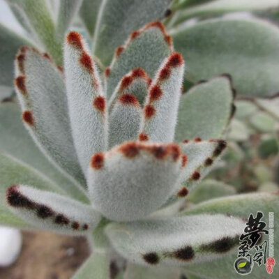 月兔耳 Kalanchoe tomentosa