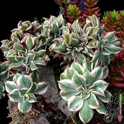 灿烂缀化 Aeonium decorum cv sunburst crested