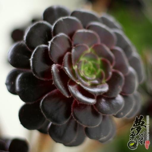 黑法师 Aeonium arboreum cv.Atropurpureum