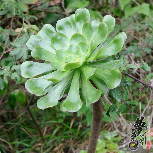 艳姿 Aeonium undulatum