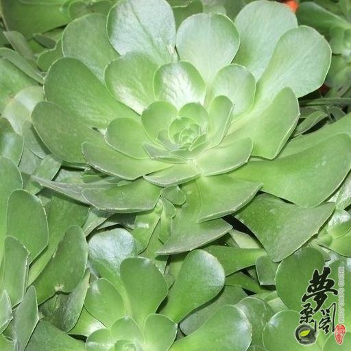 玉龙观音 Aeonium holochrysum