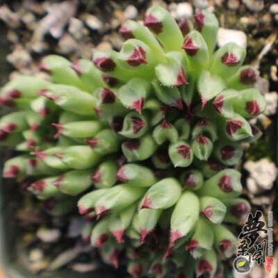 百惠 Sempervivum.calcareum jordan Oddifg