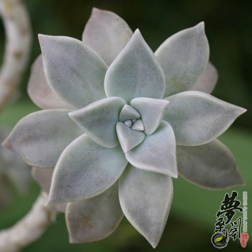 胧月 Graptopetalum paraguayense