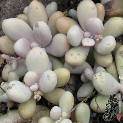 桃之卵 Graptopetalum amethystinum