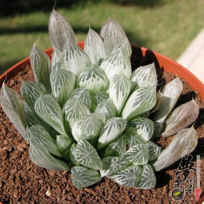 白斑玉露 Haworthia cooperi var. pilifera cv. variegata