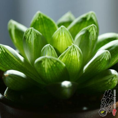 草玉露 Haworthia cymbiformis var. obtusa