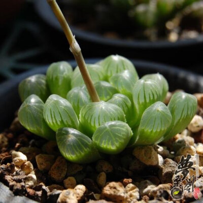 帝玉露 Haworthia cooperi var. dielsiana