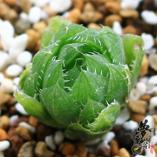 姬曲水 Haworthia decipiens var. minor