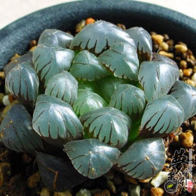 姬玉露 Haworthia cooperi var. truncata