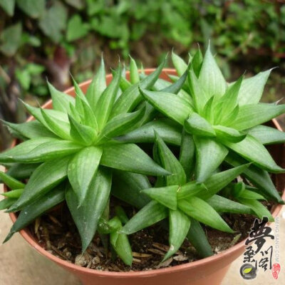 菊绘卷 Haworthia marumiana var. batesiana