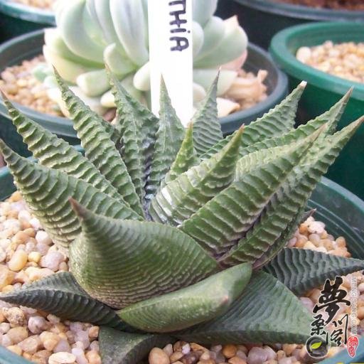 巨松雪 Haworthia limifolia var. gigantea