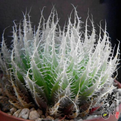 绿牡丹 Haworthia bolusii var. blackbeardiana