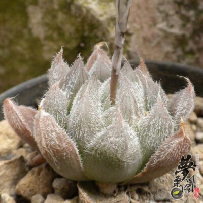 毛玉露 Haworthia cooperi var. venusta