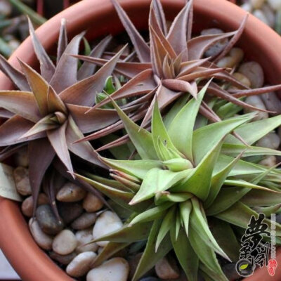 水车 Haworthia limifolia var. ubomboensis