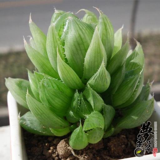 水晶掌 Haworthia cooperi