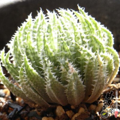 天草 Haworthia herbacea var. flaccida