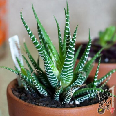 条纹十二卷 Haworthia fasciata