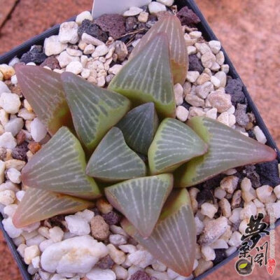 西山寿 Haworthia mutica var. nigra