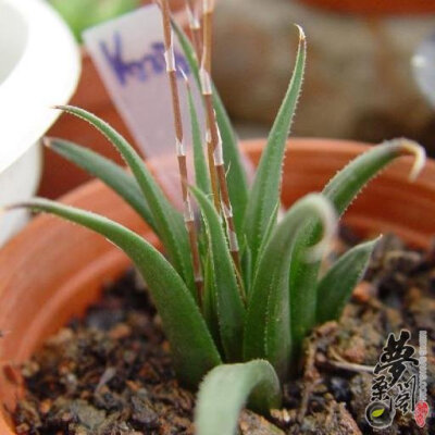 小人座 Haworthia chlorocantha var. denticulifera