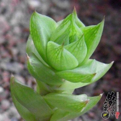 乙女伞 Haworthia cymbiformis var. ramosa