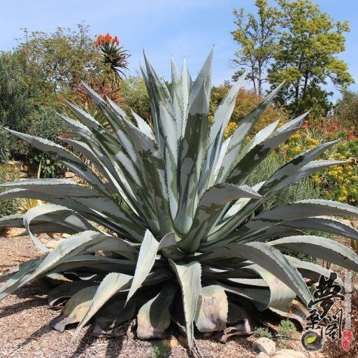 龙舌兰属 franzosinii Agave franzosinii