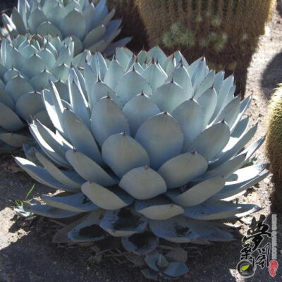 虚空藏 Agave parryi