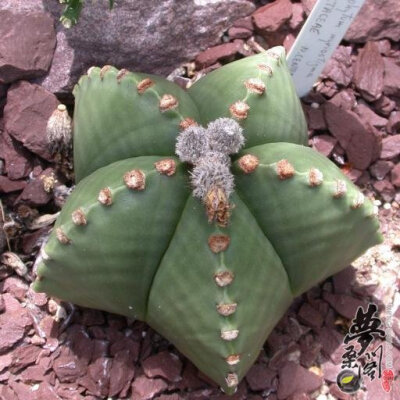 五角青鸾凤玉 Astrophytum myriostigma