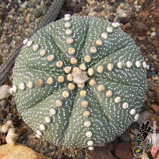 星兜 Astrophytum asterias