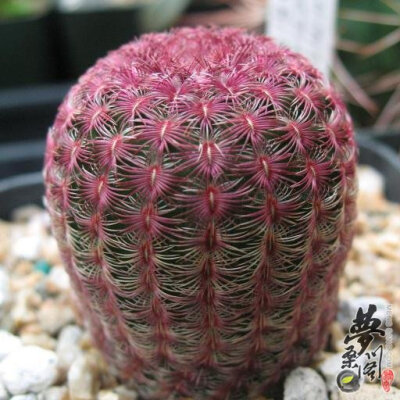 紫太阳 Echinocereus rigidissimus var. rubrispinus