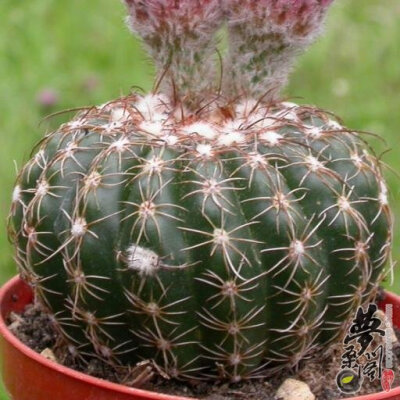 眩美玉 Notocactus uebelmannianus