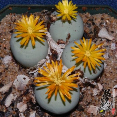 翡翠玉 Conophytum calculus