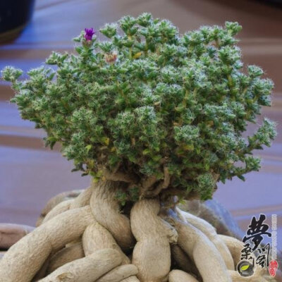 姬红小松 Trichodiadema bulbosum