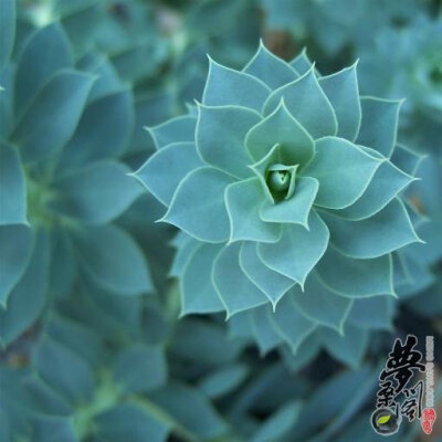 地衣大戟 Euphorbia myrsinites