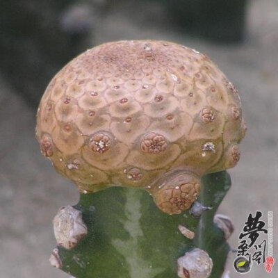 土泊大戟 Euphorbia Turbiniformis